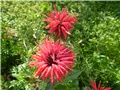 monarda